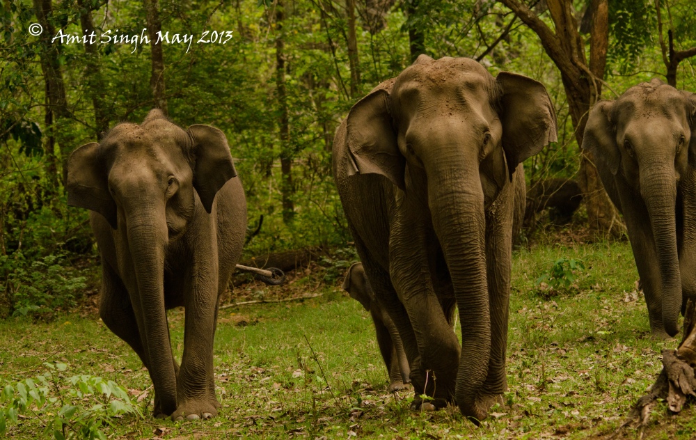 Charging Elephants (Elephas maximus indicus)