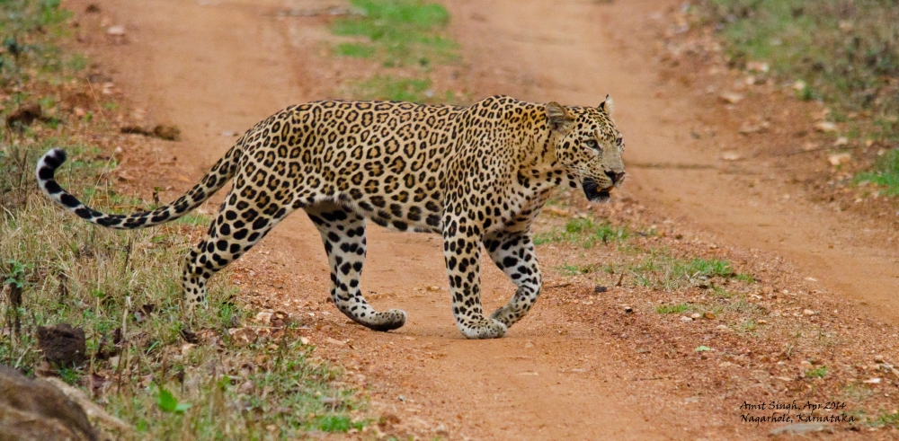 Leopard on the move